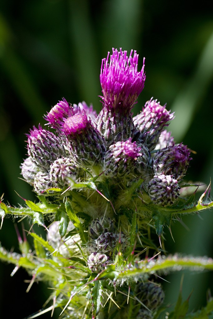 voornes duin tenellaplas Quackjeswater natuur natuurgebied natuurmonumenten hdr duinen Zuid Hollands landschap polder bossen natuurreservaat Natura 2000